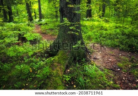 Similar – Image, Stock Photo Forest in spring