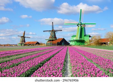 Fabulous landscape with tulips and aerial mill on the channel in Zaanse Schans, Holland on a background cloudy sky 