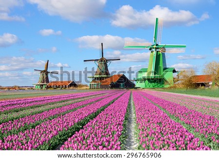 Fabulous landscape with tulips and aerial mill on the channel in Zaanse Schans, Holland on a background cloudy sky 