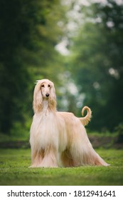 Fabulous looking afghan hound, royal dog in full coat. Many championships winner.