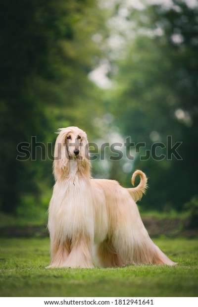 Fabulous looking afghan hound, royal dog in full\
coat. Many championships\
winner.