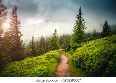 Fabulous and mysterious path in the coniferous foggy forest. Location place of Carpathians mountain, Ukraine, Europe. Image of exotic scene. Vibrant photo wallpapers. Discover the beauty of earth.