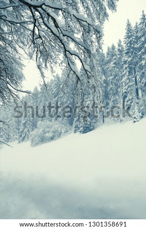 Similar – Image, Stock Photo Winter Forest on Speed