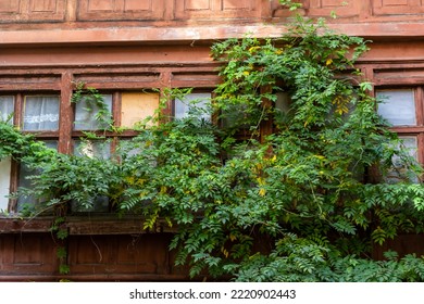 Facade Of Antique Historical Building. Windows With Flowers. Lviv, Ukraine. European Travel Photo.