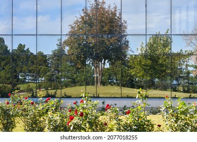 The facade of the building with a mirror lining in which the park alley is reflected. Red roses are planted in front of the building. Copy space.                               