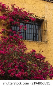 Facade Covered In Red Bougainvillea 