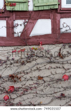 Similar – Wallflower. Fruit