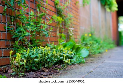 Facade of a house with climber plants, ivy growing on the wall. Ecology and green living in city, urban environment concept. European green facade wall garden for climate adaptation