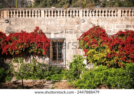 Facade of a house with a flowering tree in early spring in the capital of Malta
