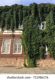 The facade of the old house is wrapped in grape leaves
