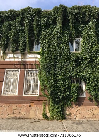 The facade of the old house is wrapped in grape leaves