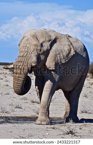 Face to face with an African male elephant, Etosha National Park, Namibia