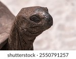 Face To Face With An Aldabra Giant Tortoise In The Tortoise Sanctuary On Curieuse Island, Seychelles