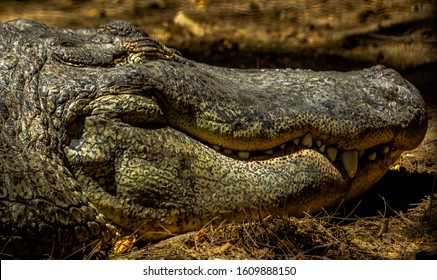 Face Of An Alligator Showing Its Teeth In The Zoo Of Lisbon, Portugal.