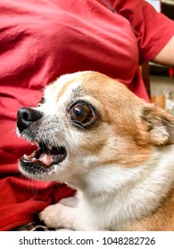 Chihuahua Angry High Res Stock Images Shutterstock