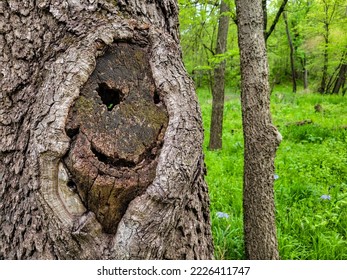 Face appearing in the side of a tree