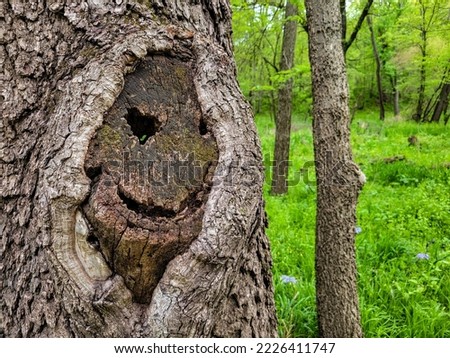 Face appearing in the side of a tree