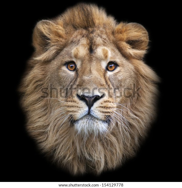 黒い背景にアジアのライオンの顔 世界最大の猫 獣の王様が カメラの中を真っすぐ見つめています 世界で最も危険で強力な捕食者です の写真素材 今すぐ編集
