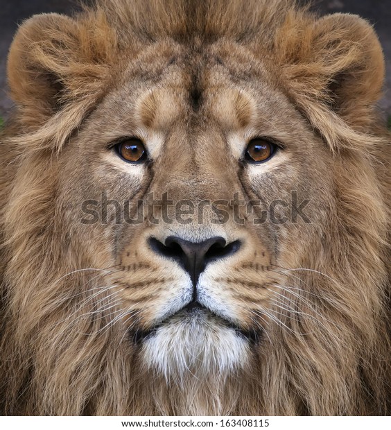The face of an Asian lion. The King of beasts,\
biggest cat of the world, looking straight into the camera. The\
most dangerous and mighty predator of the world. Authentic beauty\
of the wild nature.