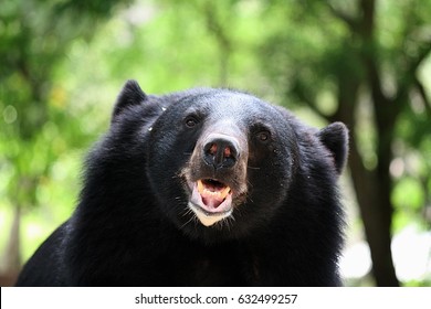 Face Of Asiatic Black Bear In The Forest With Green Background 