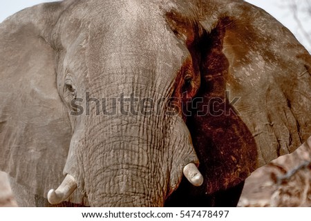 Face of the atacking Elephant 