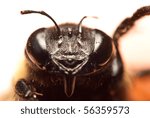 Face of a bee at a close up perspective.