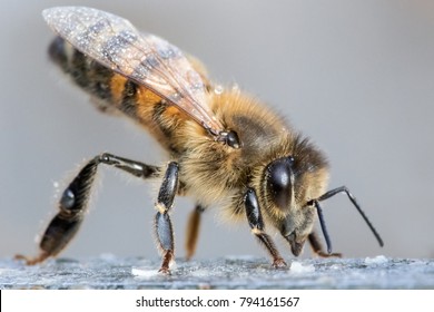 Face Of Bee. Honeybee. Close View Of Bee.