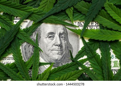 The face of Benjamin Franklin on the hundred dollar banknote among cannabis leaf. Money with marijuana leaves.