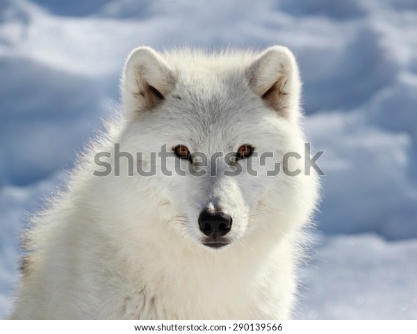 face of big arctic\
wolf,