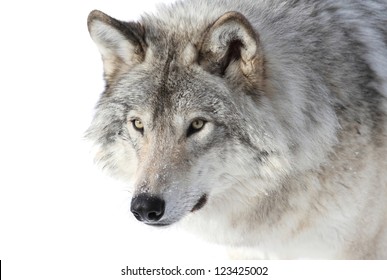 Face Of Big Gray Wolf