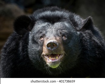 41,268 Black bear background Stock Photos, Images & Photography ...