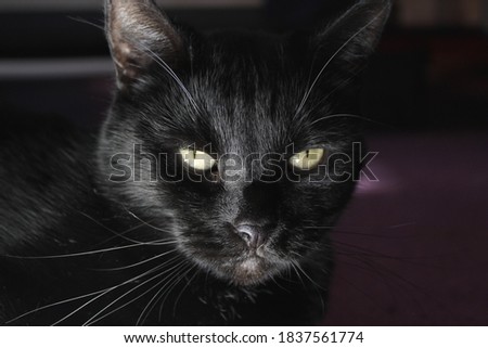 Face of a black cat with yellow eyes