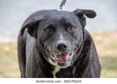 Face Black Labrador Cross Kelpie Known Stock Photo 2065702655 ...