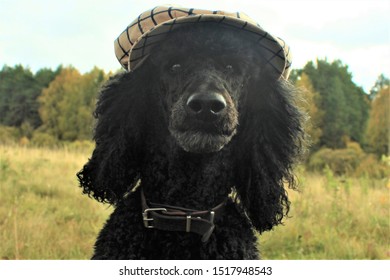 poodle cap