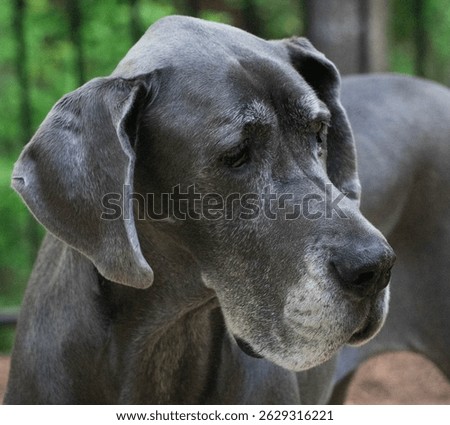 Face of a blue Great Dane