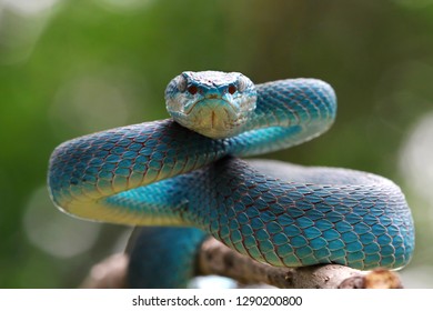 Face Blue Viper Close Ready Attack Stock Photo 1290200800 | Shutterstock