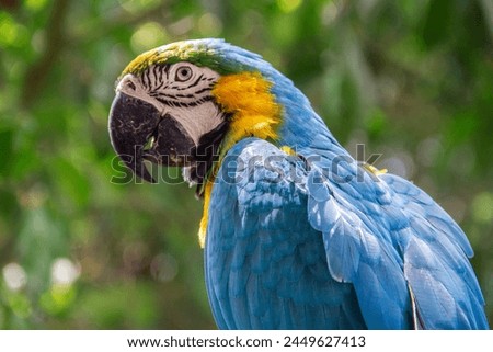 A face of Blue and Yellow Macaw (Ara ararauna).