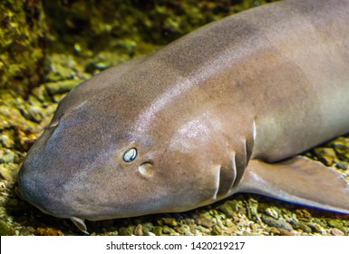 the face of a brown banded bamboo shark in closeup, tropical fish from the indo-pacific ocean