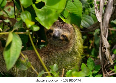 Face Of A Brown Throated Three Toed Sloth In The Jungles Of Costa Rica