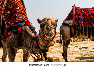 The Face Of Camel Inside The Great Pyramid Of Giza, Egypt.