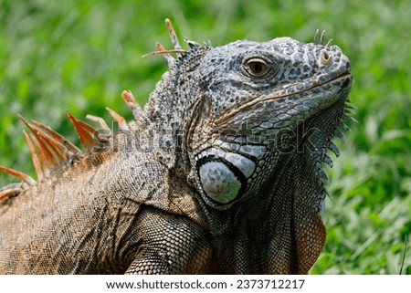 face of a Caribbean Iguana, an endangered species