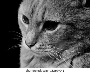 Face of a cat