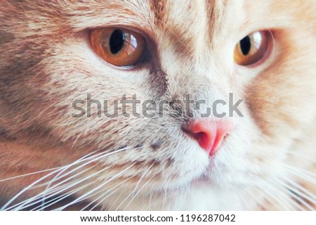 The face of a cat British breed