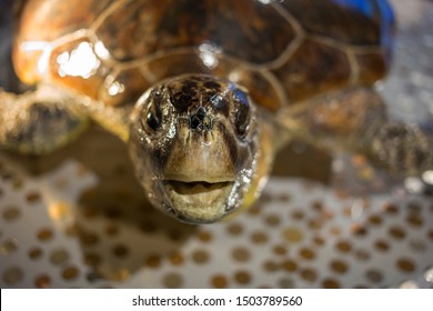 The Face Of Chelonia Mydas 