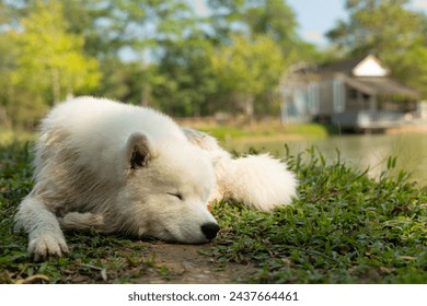Face close up with copyspace of adorable purebred dog, samoyed, with white fluffy fur who is laying down on grass outdoor in park with relaxation and comfortable under sunlight for his nap and rest.