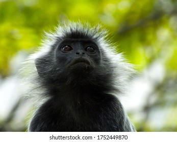 Face Close Up Of Silvery Langur Or Leaf Monkey Trachypithecus Cristatus Juvenile