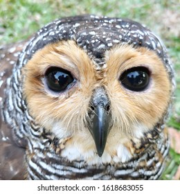 Face Close Up Of Spotted Wood Owl