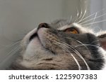 Cat’s face closeup