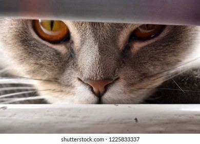 Cat’s face closeup