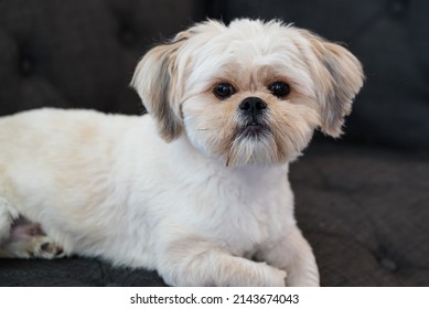 Face Closeup Dog Shih Tzu Sitting On Couch